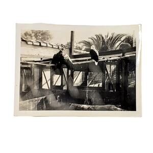 Vintage Black and White 1940s Photo Found Caged Birds at Bird Park Snapshot